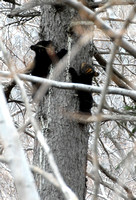 Bear cubs